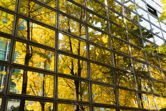 Golden yellow tree Reflected on Modern Architecture