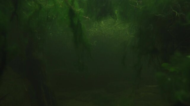 green algae underwater in a river or body of water
