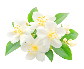 Several jasmine blossoms with green leaves gather gracefully together on transparent background