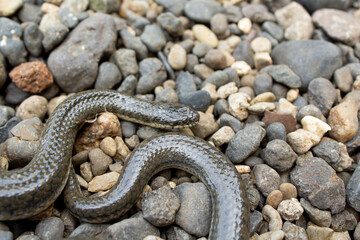Obraz premium Grey Rice Paddy Snake Slithering Over River Pebbles in Natural Habitat