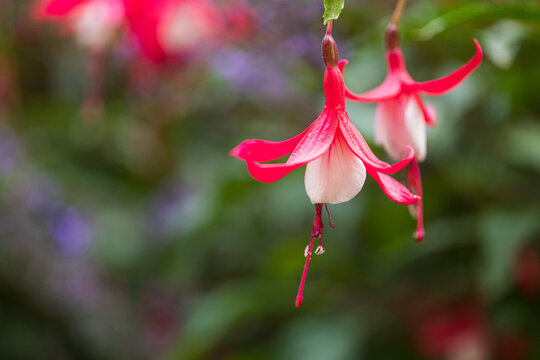 Close-Up of Stunning Fuchsia Flowers Blooms