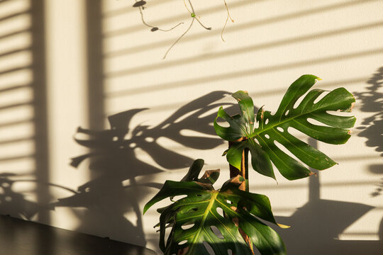 Intricate Leaf Shadows on a Bright Wall Surface