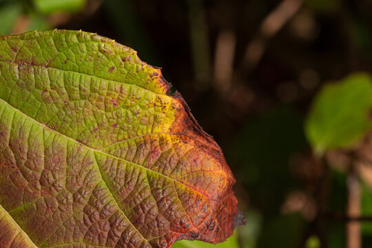 Leaf with Beautiful Color Transition in Nature