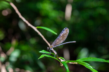 リュウキュウハグリトンボ（メス） © 安村直樹