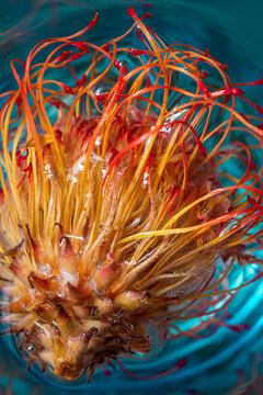 Magnificent close-up of a protea flower over a water container