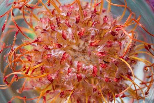 Close-Up of Unique Botanical Structure