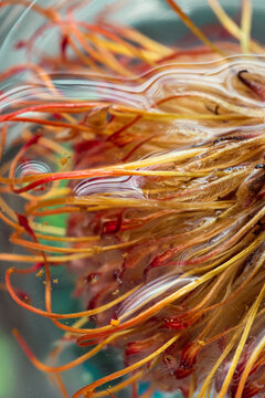 Fluid Dynamics of Colorful Flora Underwater