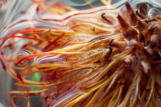 Close-Up of Vibrant Flora with Glossy Texture