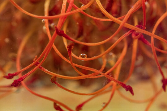 Delicate Structures in Abstract Floral Composition