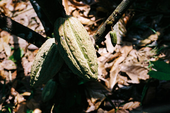 Film photo of cacao Pod on Tree Branch in Tropical Setting