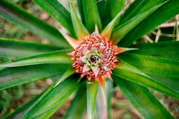 Film photo of a fresh pineapple plant