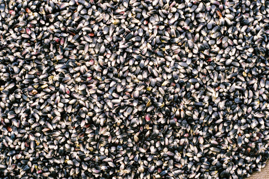 Film photo of black corn seeds