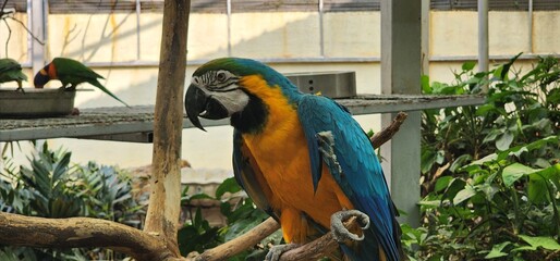Blue-and-yellow macaw close-up (Ara ararauna), exotic bird © Hema