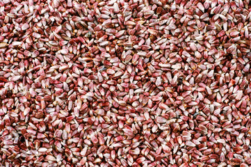 Film photo of Raw red corn on Display