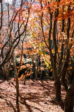 Film photo of a Serene Autumn Landscape Surrounded by Leafy Trees