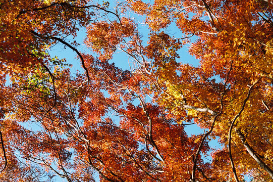 Film photo of a Glistening Autumn Foliage Against Blue Sky