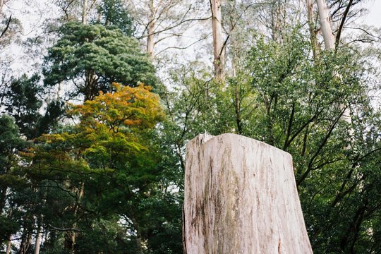 Film photo of a Stump of Tree Surrounded by Lush Foliage in Australia