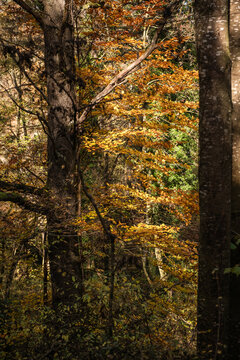 Autumn landscape