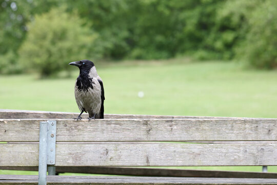 Hooded crow on a park bench