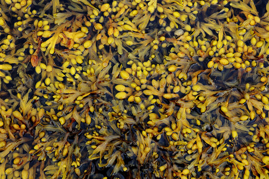 Seaweed detail
