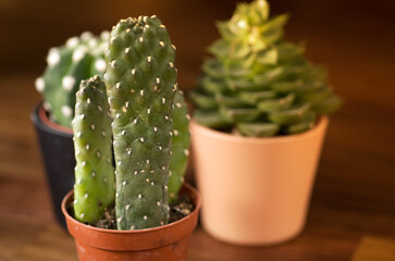 Closeup Details of Decorative Mini Cactus Plant