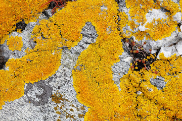 Yellow lichen macro