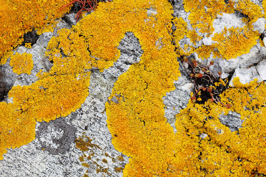 Yellow lichen macro