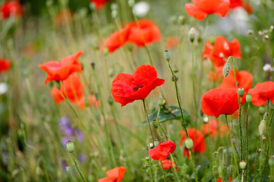 Red poppies in a garden