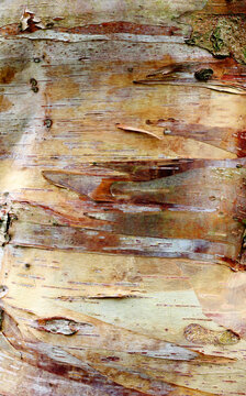 Birch tree bark