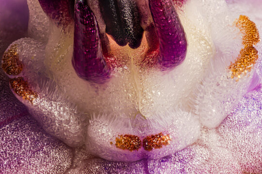 Borage micro microscopic detail flower