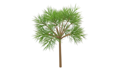 Young Pine Tree with Sparse Needles