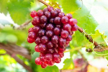 Bunch of Black Opal grapes from an organic farm.