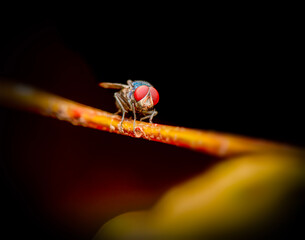 The Green bottle fly or Lucilia sericata, is a metallic, medium-sized blowfly known for its...