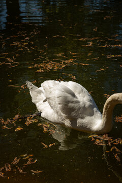 Swan