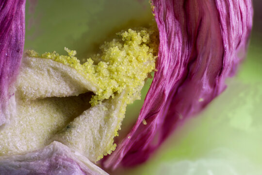 Microscopic detail of a tulip