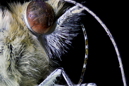 Microscopic detail of a butterfly