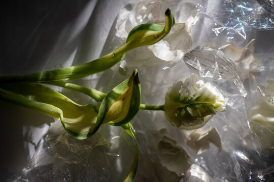 A tulip with plastic