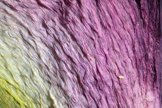 Detail of a wilted petal of a tulip