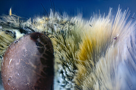 Microscopic detail of a butterfly