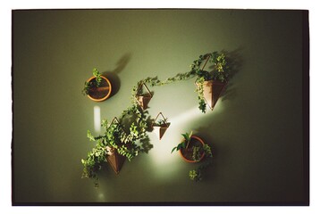 Hanging Plants Create a Lively Atmosphere on the Wall