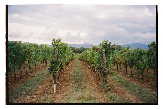 Vineyard Rows Stretching Under a Cloudy Sky Near the Mountains