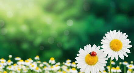 Ladybug on White Daisy Flowers with Green Bokeh Background