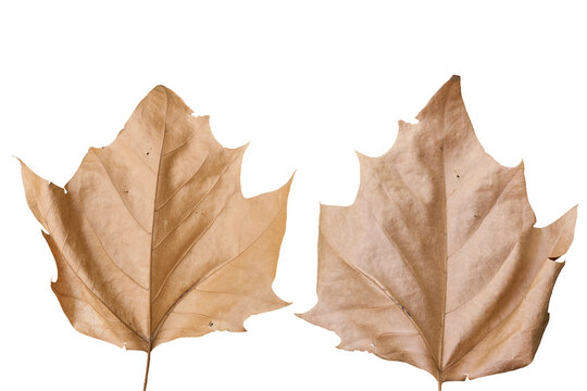 プラタナス（アメリカスズカケノキ）の枯葉。裏表セット