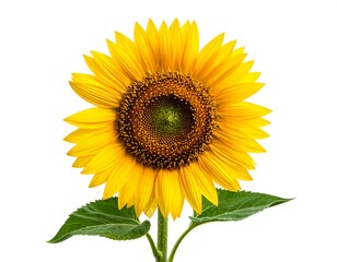 Fototapeta premium A vibrant, close-up photograph of a bright yellow sunflower on a white background