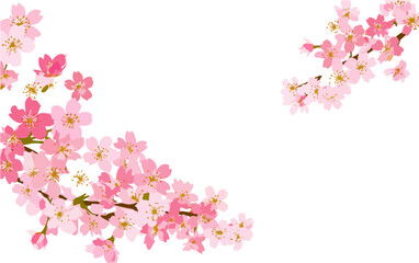 Delikatne różowe kwiaty wiśni sakura, układające się w elegancką kompozycję na przezroczystym tle, idealne na wiosenne projekty.
