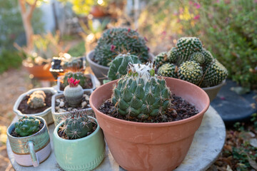 Cactus Display On Round Table With Morning Light