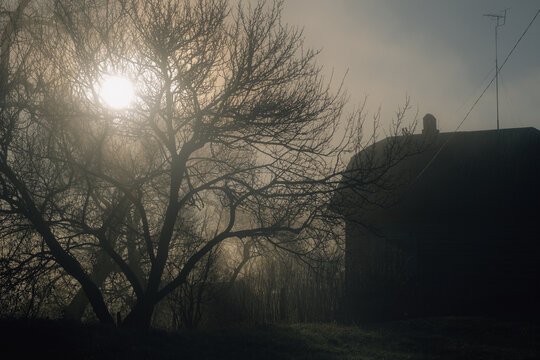 misty sunrise behind bare tree
