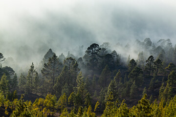Beautiful pine tree forest and mist in the Teide Tenerife National Park in early summer