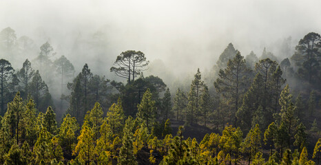 Beautiful pine tree forest and mist in the Teide Tenerife National Park in early summer
