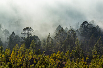 Beautiful pine tree forest and mist in the Teide Tenerife National Park in early summer